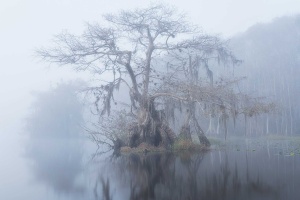 Cypress tree in morning fog. Photo by Donald Pelliccia Jr.