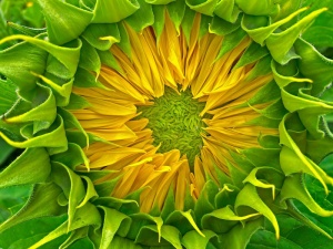 Sunflower with Dew