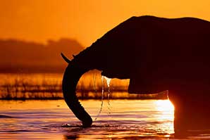 Blessed African elephant enjoying a cool evening drink from the Chobe River in Botswana. Sharon O’Brien