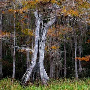 Cypress tree on the shore of a lake in peak fall colors. Photo by Donald Pelliccia Jr.