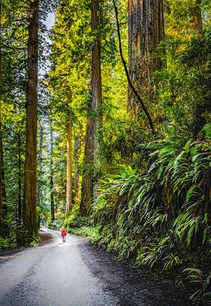 Northern California's redwood park redwood forest. Photo by Ana Bowers.