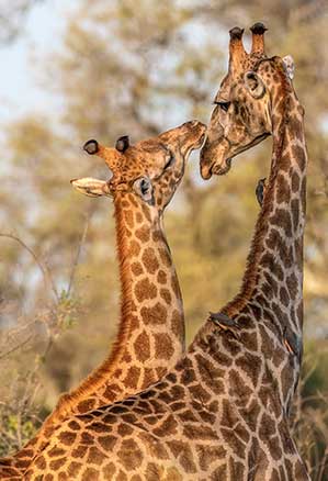 Two giraffes in Okavango Delta, Botswana. Photo by Sharon O’Brien.