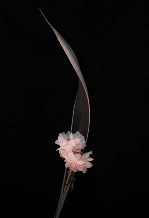A fallen palm frond with two Peonies placed inside. Photo by Deanne Lay