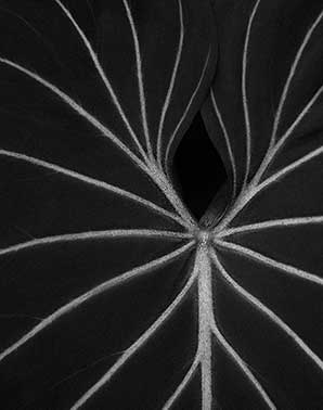 Close-up of details of the Colocasia Esculenta plant. Photo by David Lloyd.