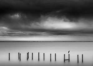 A bird waits the storm out during a Florida winter. Photo by Ernesto Rodriguez.