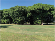 Green Gables All About Trees January 2020 - Banyan