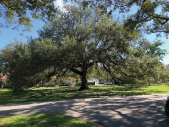 Green Gables All About Trees January 2020 - Live Oak