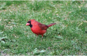 Green Gables Birds March 2020