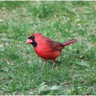 Green Gables Birds feature March 2020