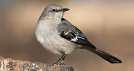 Green Gables Birds March 2020