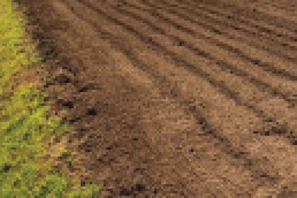 Green Gables Soil feature August 2020