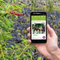 Plant identification app Green Gables July 2023 feature image