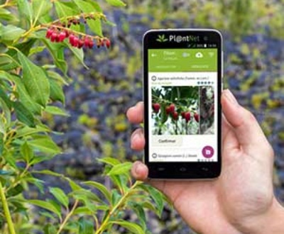 Plant identification app Green Gables July 2023 feature image