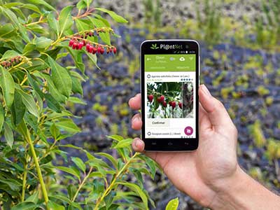Plant identification app