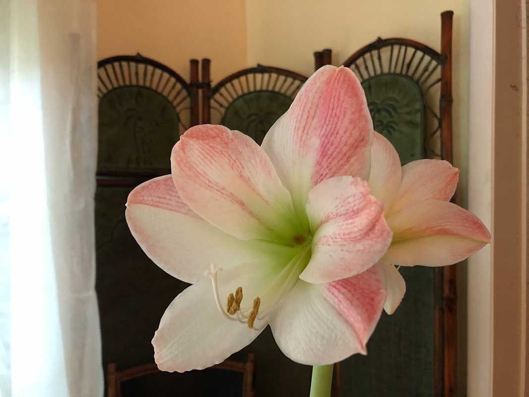 Apple Blossom Amaryllis Apple Blossom Amaryllis