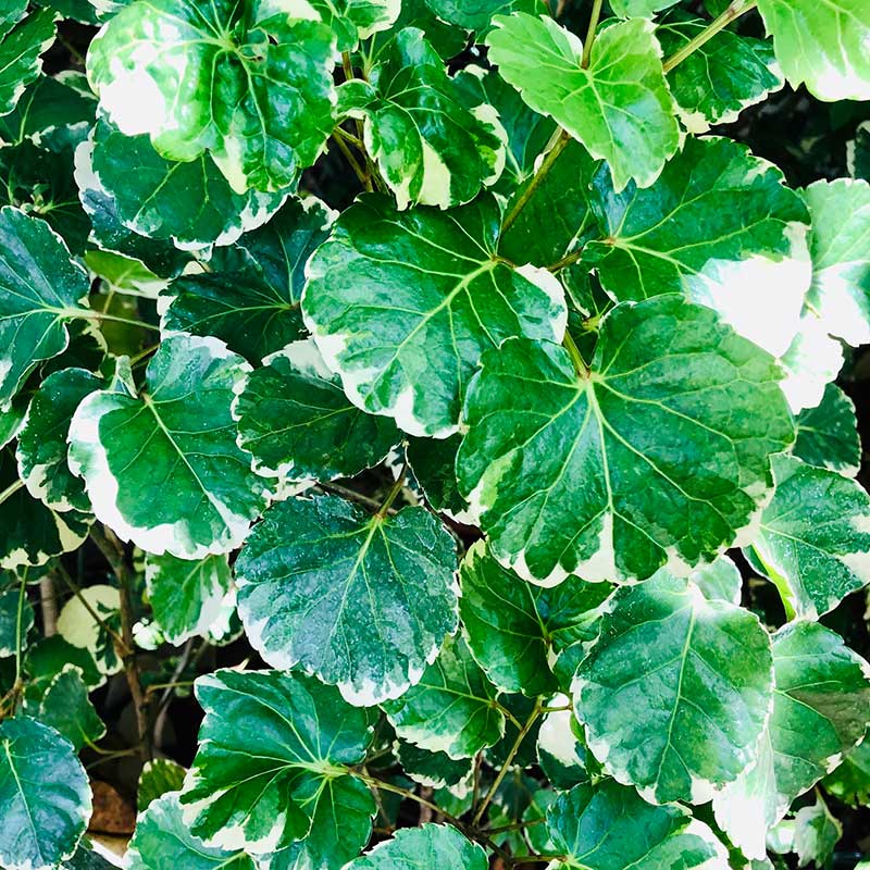 Balfour Aralia Balfour Aralia