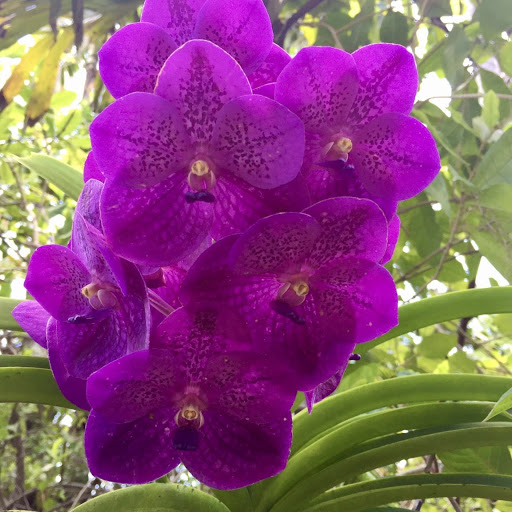 Ascocenda orchid
