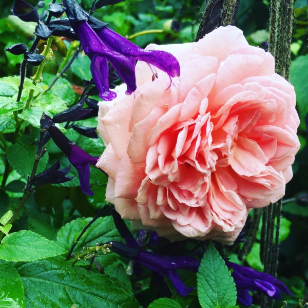 Abraham Darby Rose