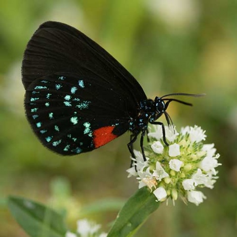 Library Butterfly Garden