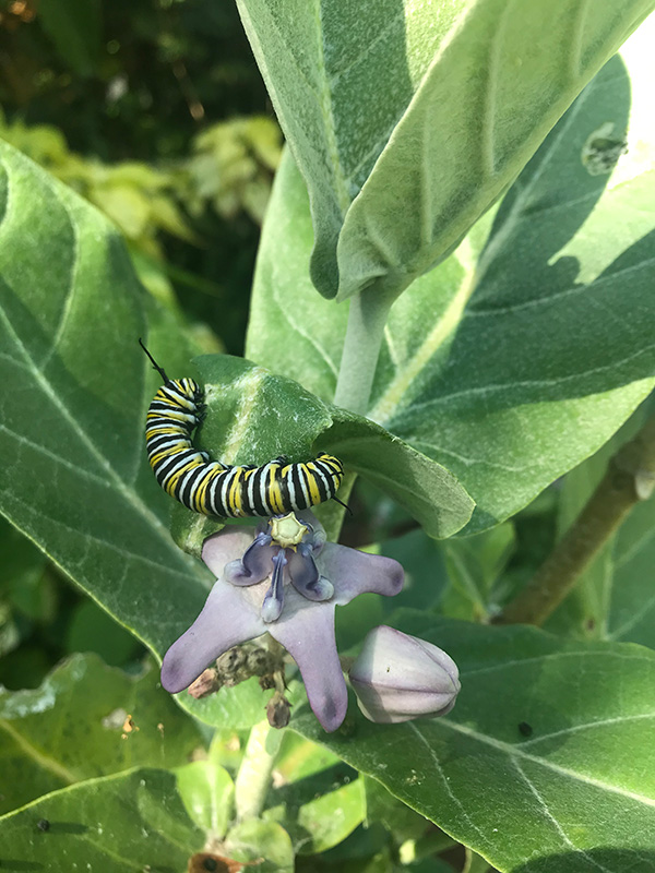 Giant Milkweed Giant Milkweed