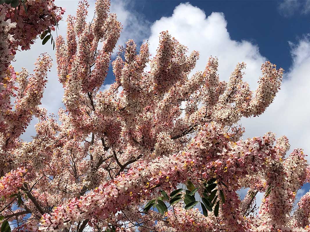 Apple Blossom Cassia Apple Blossom Cassia