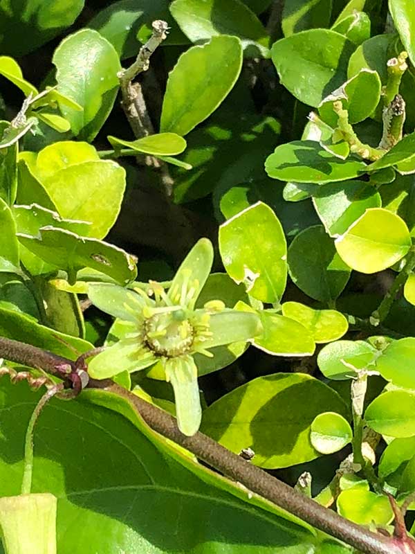 Corky Stem Passion Vine Corky Stem Passion Vine