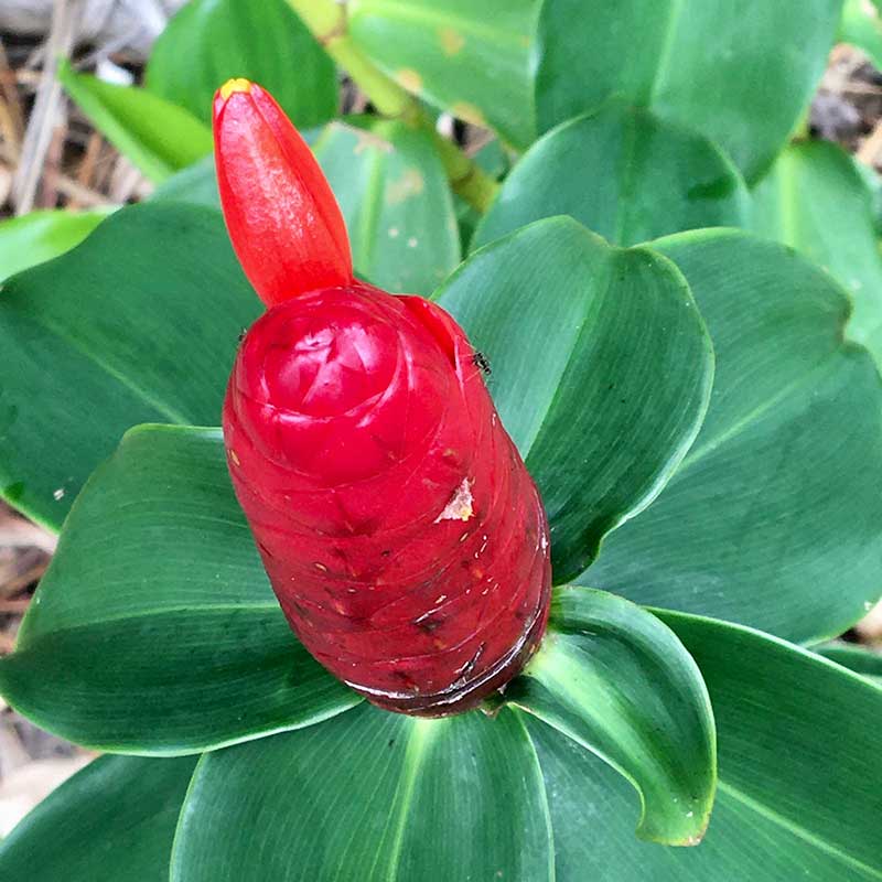 Costus woodsonii Costus woodsonii
