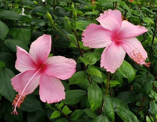 CGGC-club-flower-Hibiscus-rosa-sinensis