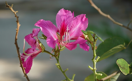 CGGC club tree Bauhinia blakeana