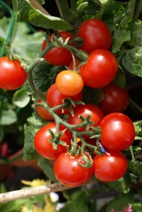 Cherry tomatoes on the vine.