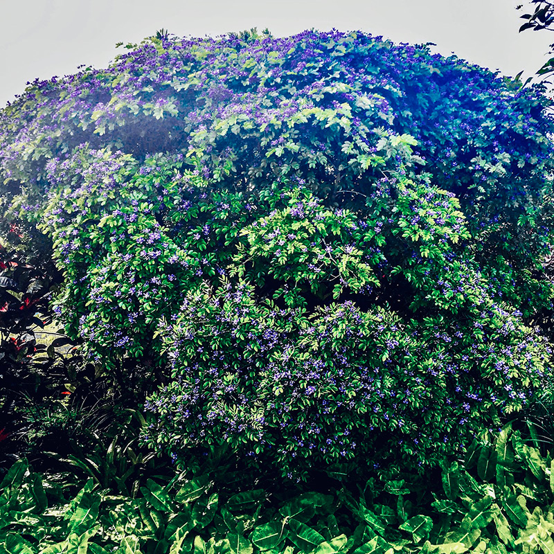 Guaiacum Sanctum Guaiacum Sanctum