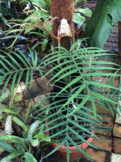 Georgia Tasker - Philodendron tortum
