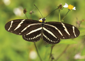 Green-Gables-2021-06-butterfly-01