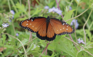 Green-Gables-2021-06-butterfly-02