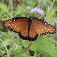 Linda Waldron June 2021 Green Gables article butterfly feature image
