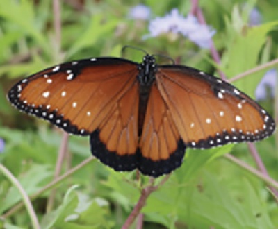 Linda Waldron June 2021 Green Gables article butterfly feature image