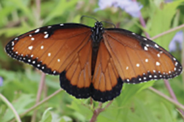 Linda Waldron June 2021 Green Gables article butterfly feature image