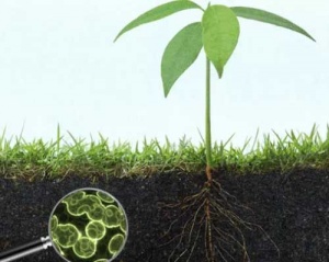 Green-Gables-October-2021-soil-microbiome