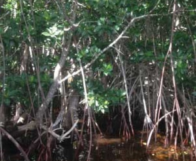 A mangrove forest. (Photo by Lydia Cunia)