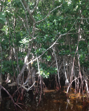 A mangrove forest. (Photo by Lydia Cunia)