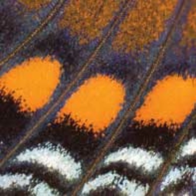 Butterfly wing closeup Green Gables March 2022 feature image