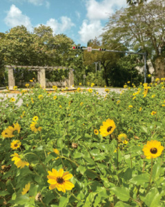 Beach sunflowers at Granada and Alhambra, Coral Gables