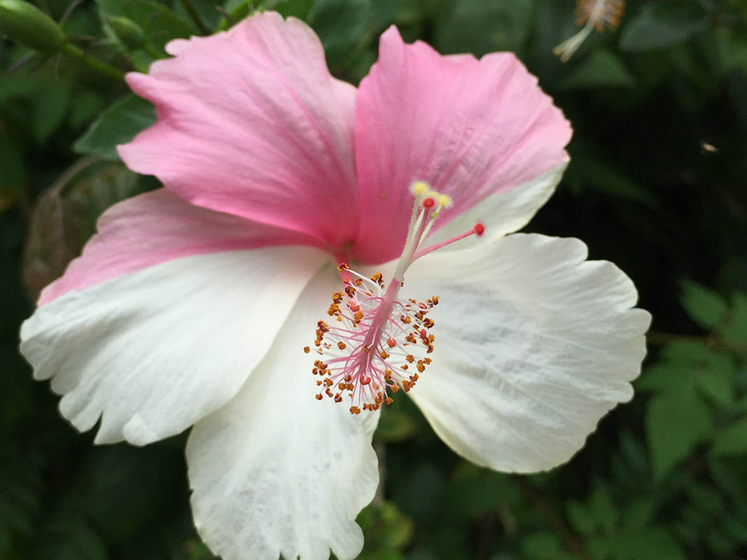 Hibiscus rosa-sinensis Hibiscus rosa-sinensis