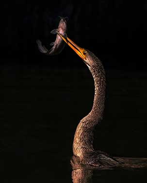 The early morning rays of the sun reached this Anhinga when he was fishing under a bridge. Photo by Gunilla Imshaug.