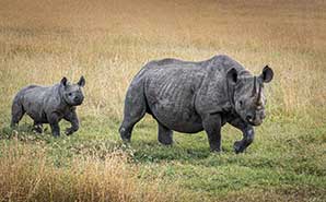 Mother and baby rhinoceros walking in the grass. Photo by Debi Lander.