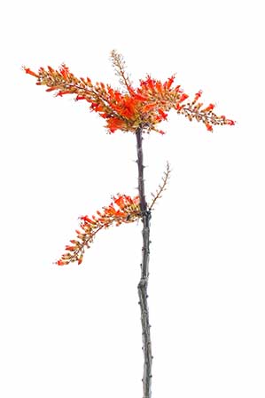 Ocotillo with coral-colored blooms on the ends of each spiny stem against a white background. Photo by Tawnie Bramble.