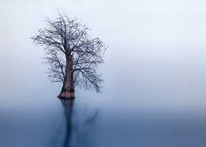 A lone cypress tree endures a cold, foggy morning on a southeastern lake. Photo by Ernesto Rodriguez.