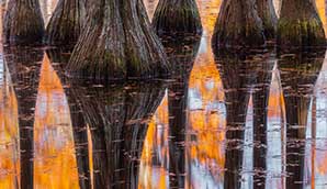 Trunks of cypress trees and with orange fall foliage illuminated by sun reflecting onto a pond. Photo by Donald Pelliccia Jr.