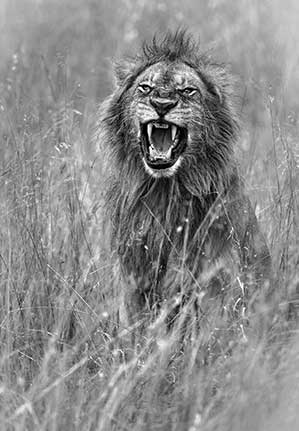 A young male lion resting in the Botswana bush. Photo by Sharon O’Brien