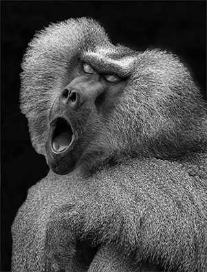 Baboon howling at the Lowry Park Zoo in Tampa, Florida. Photo by Joanie LoBianco.